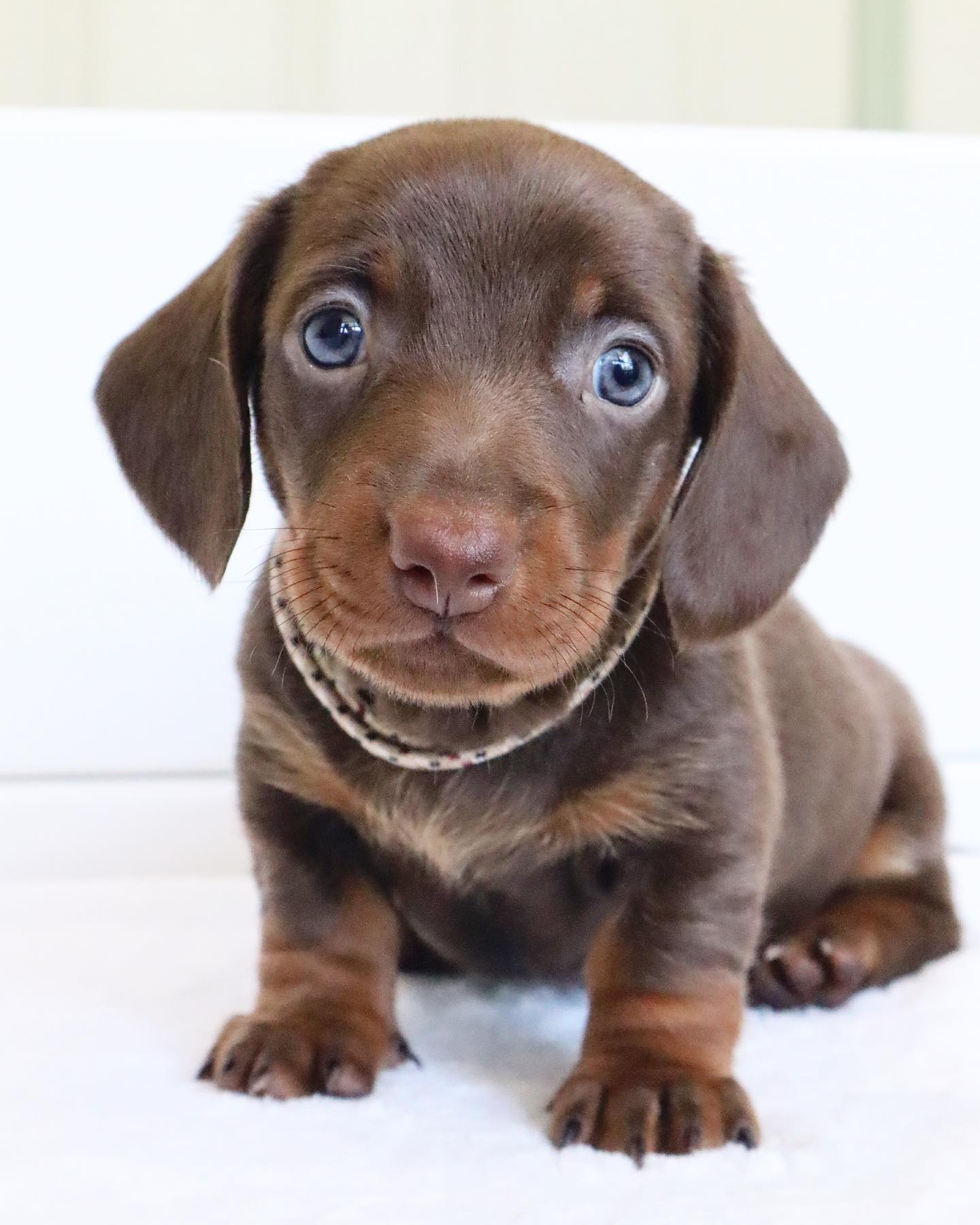 dachshund__dynasty_1702013105_3253044164048647869_46728615292